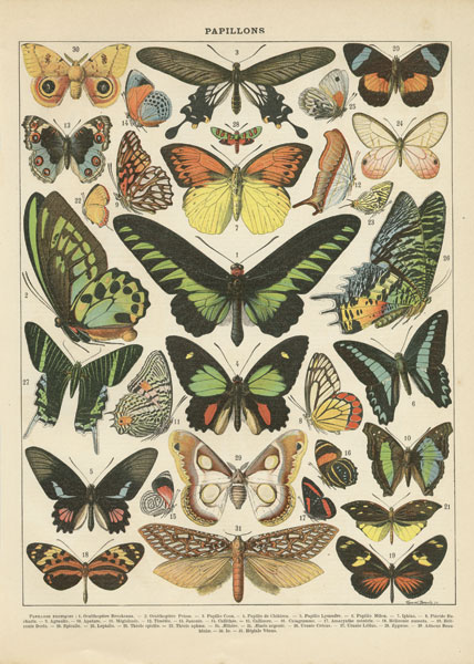 Papillons II