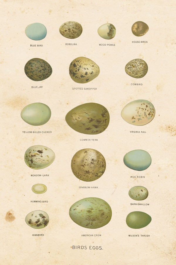 Birds Eggs I