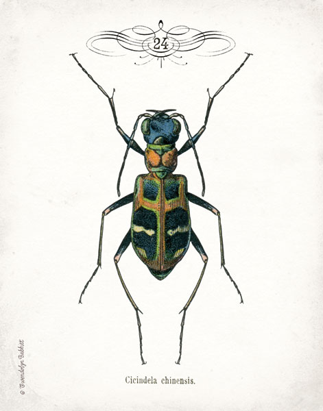 Beetle I