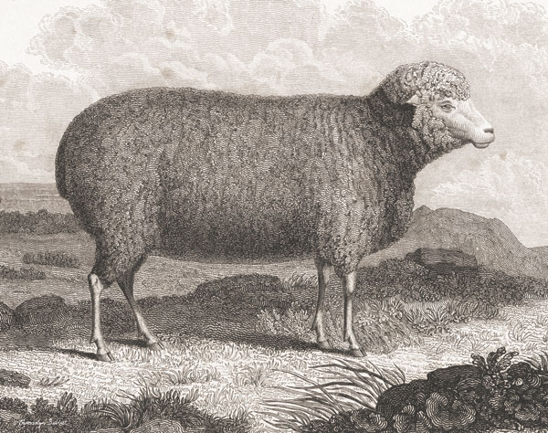 Merino Sheep