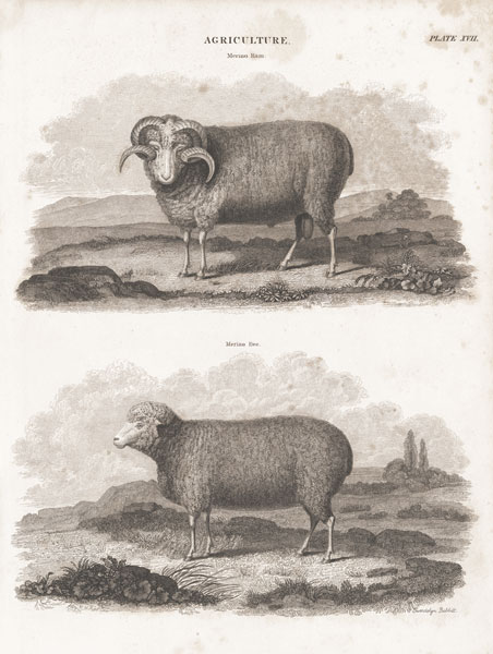 Two Sheep II