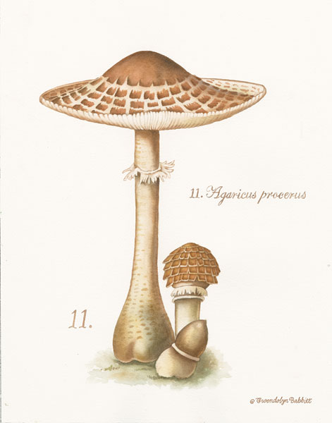 Mushroom I