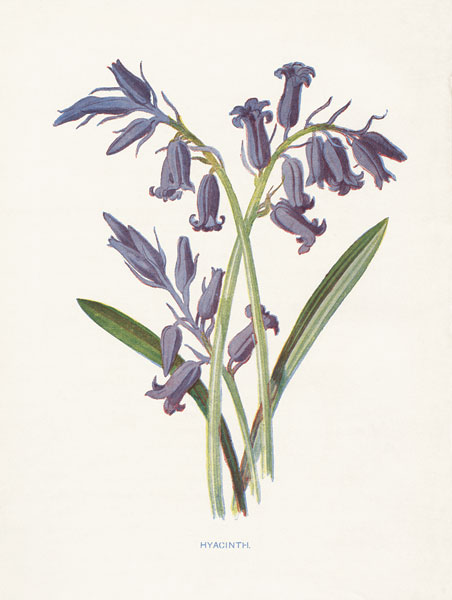 Hyacinth