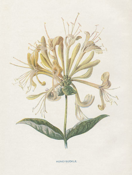 Honeysuckle