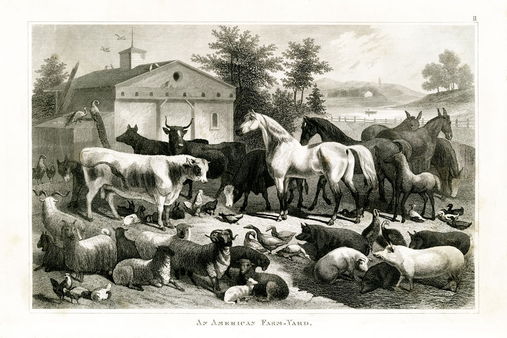 1800's Farm Animal Chart