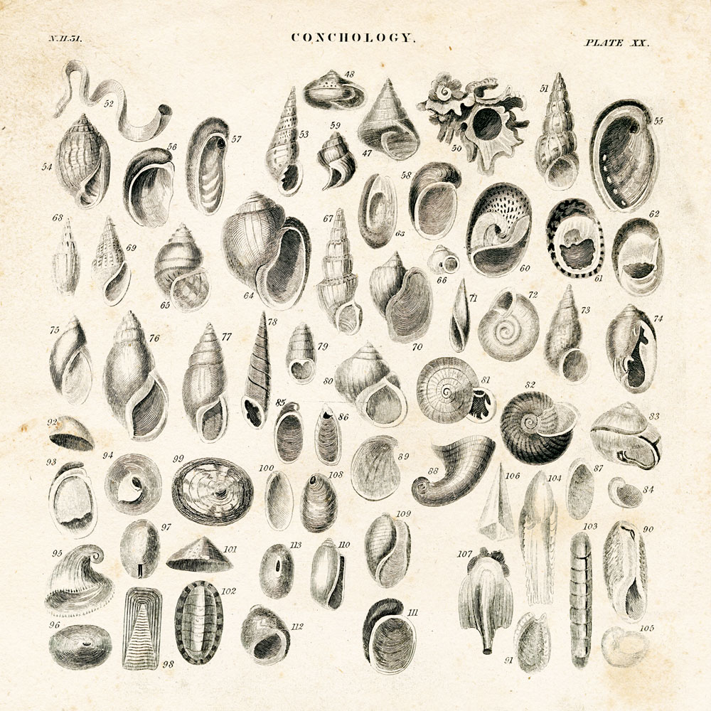 Shell Chart II