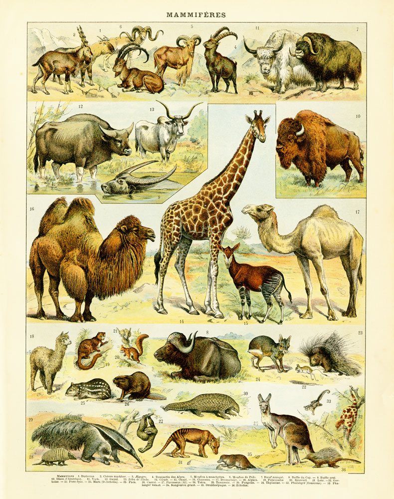 Animal Chart I