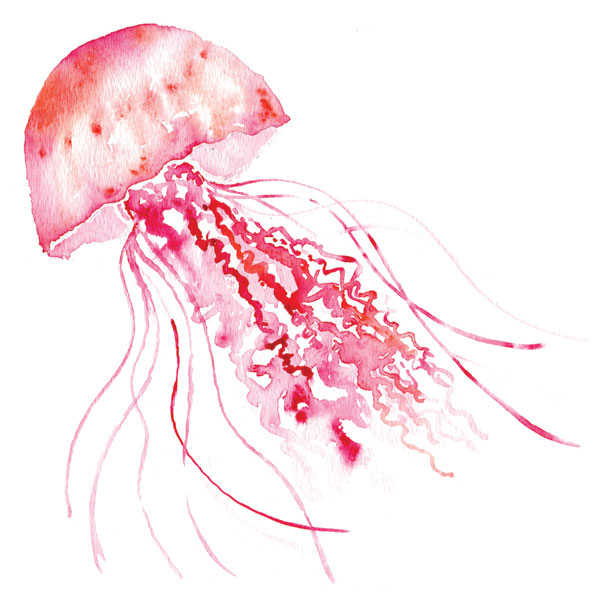 Pink Jellyfish