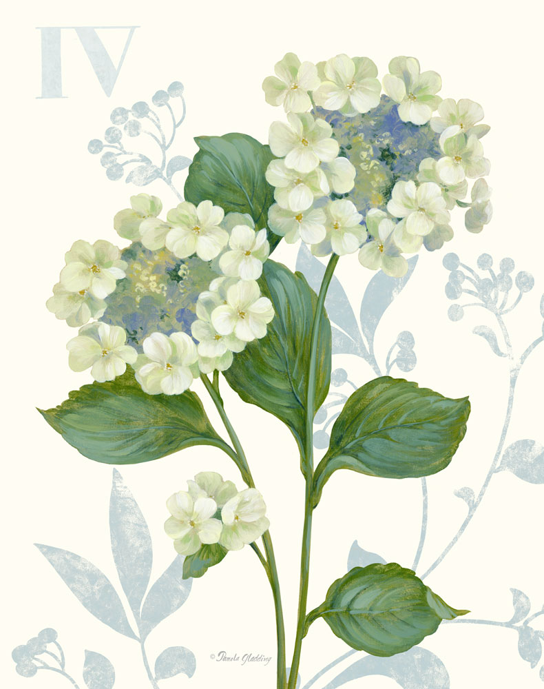 Lace Hydrangea