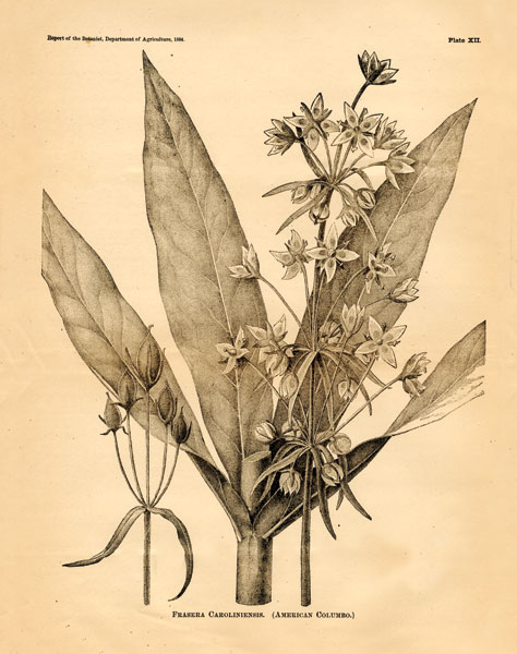 Vintage Botanical I