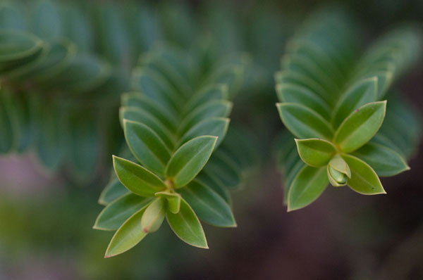 Green Leaves 1