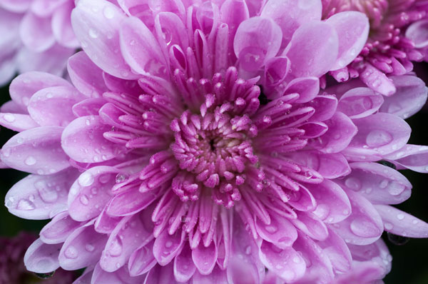 Purple Mum II