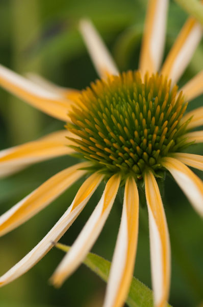 Echinacea II