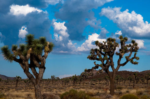 Blue Sky I