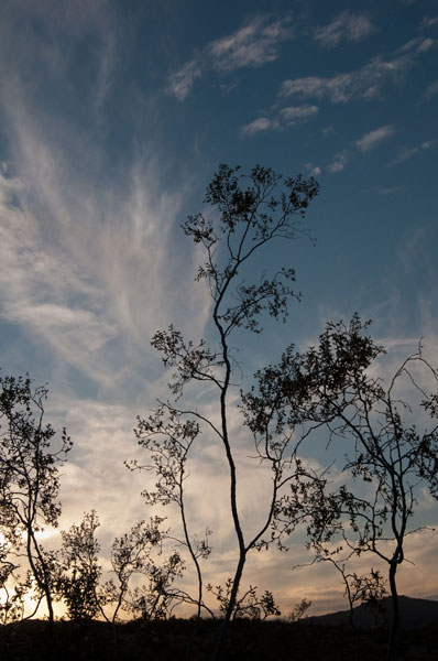 Sunset Silhouette III