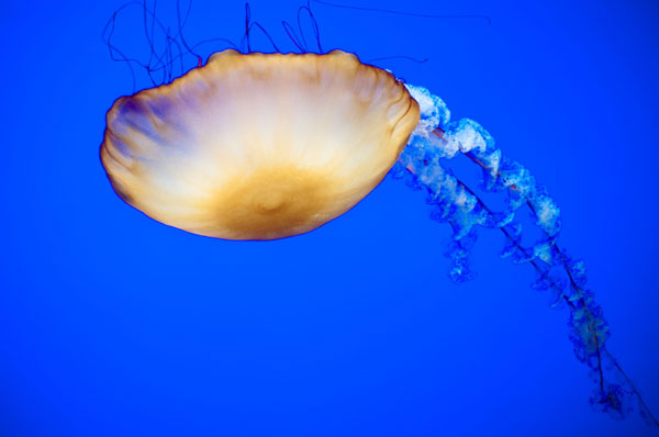 Jellyfish V