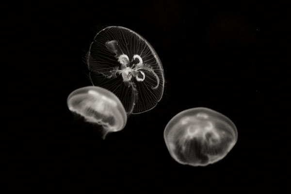 Jellyfish Glow II