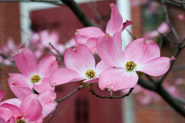 Dogwood Blossoms II