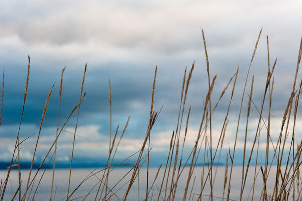 Whidbey Grass II