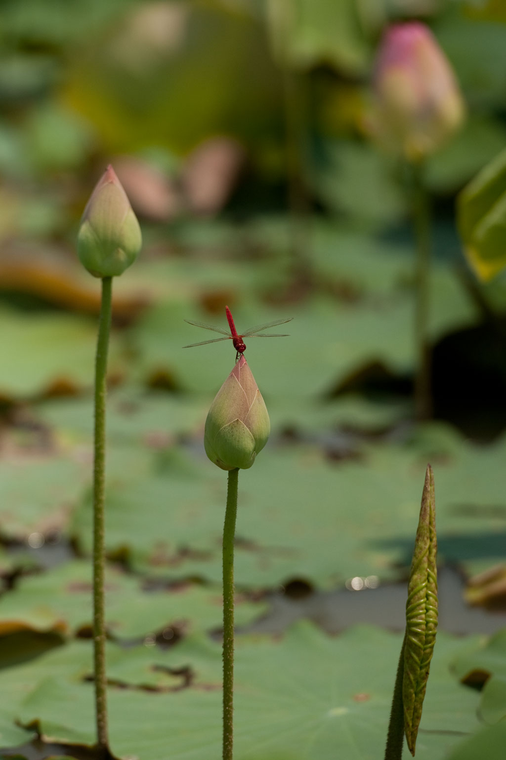 Lotus Flowers IV