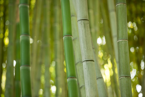 Bamboo & Bokeh II