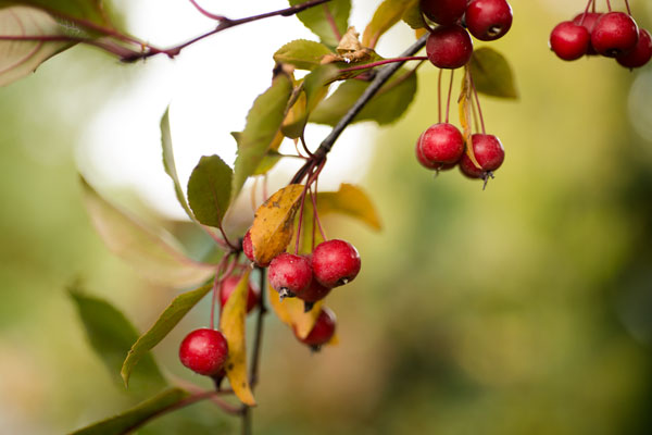 Red Berries I