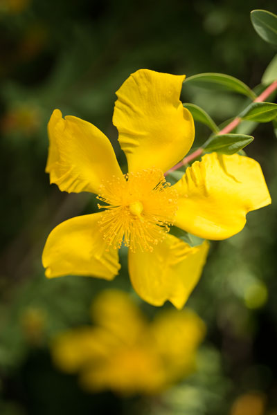 Yellow Blossom