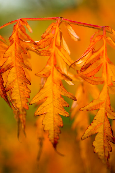 Fall Leaves I