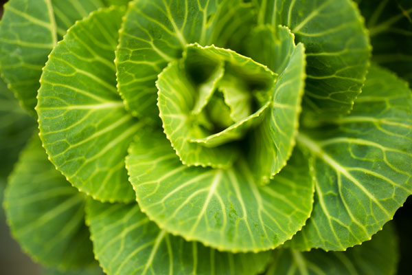 Cabbage Detail