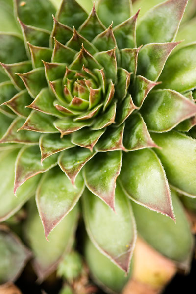 Sempervivum Succulent IV