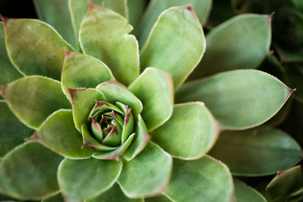 Sempervivum Rupicolum I