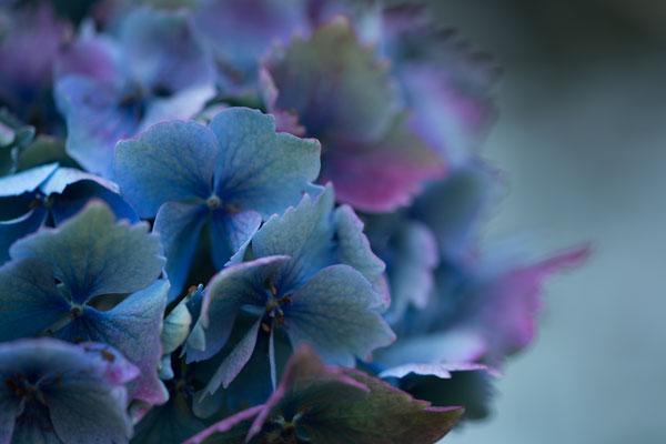 Autumn Hydrangea III