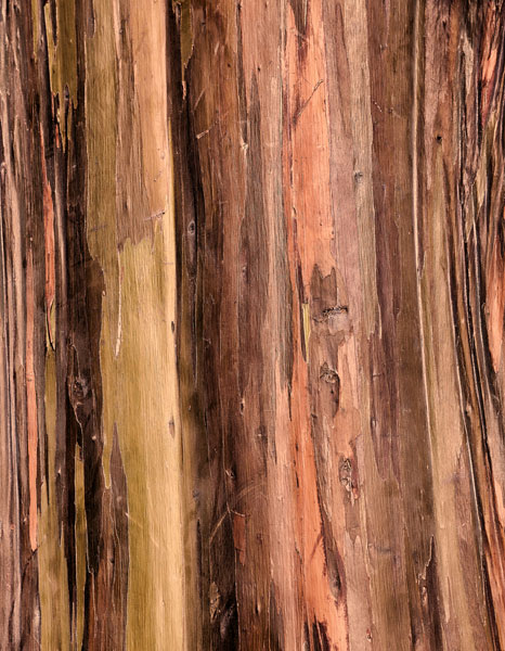 Eucalyptus Bark II