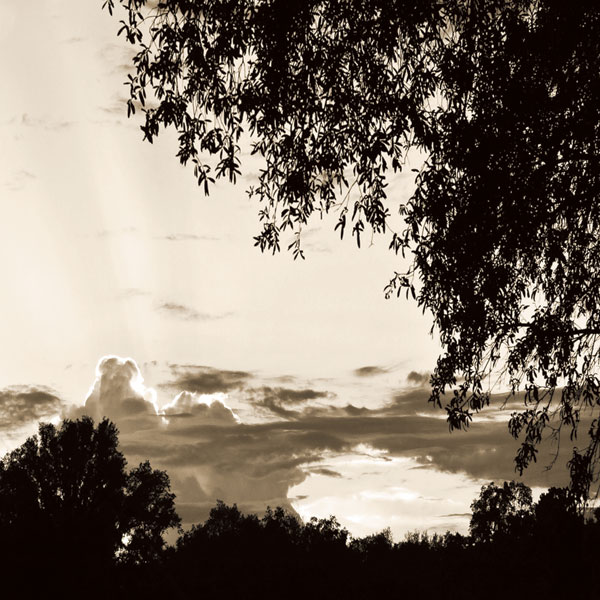 Sunset Trees Sepia Sq I