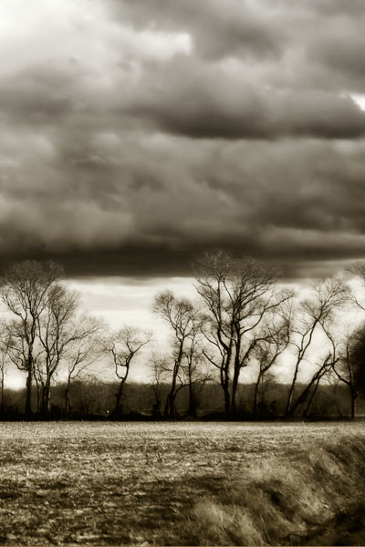 Winter Fields V