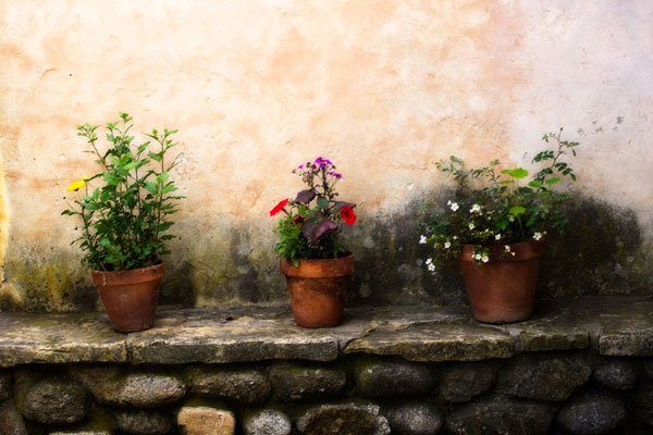 Flowers on a Wall