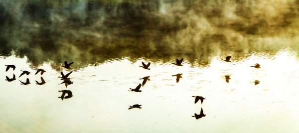 Geese on the Lake I