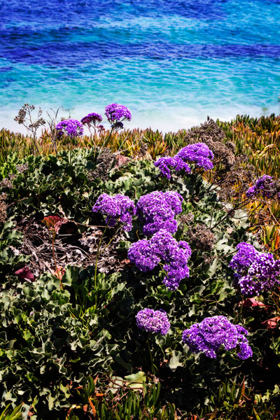 La Jolla Beach I