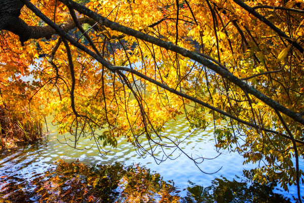 Autumn Reflections II