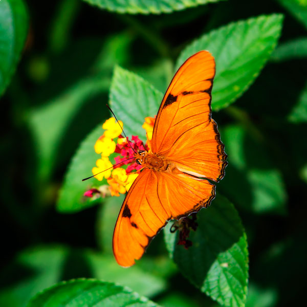 Resting Butterfly III