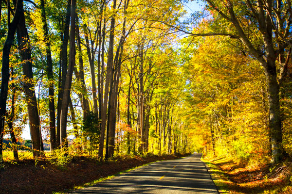 Trees of Gold & Green I