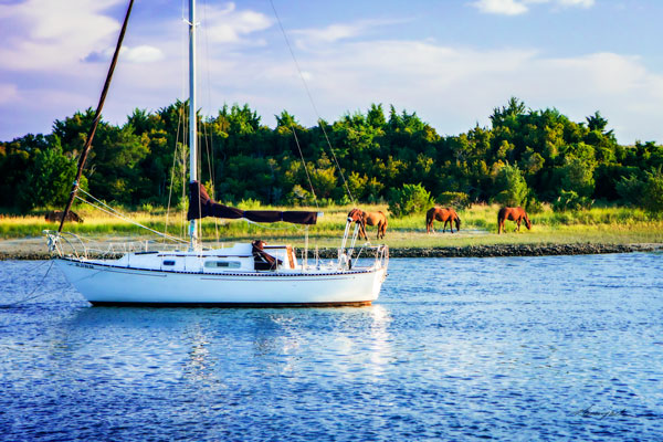 Horses on Carrot Island