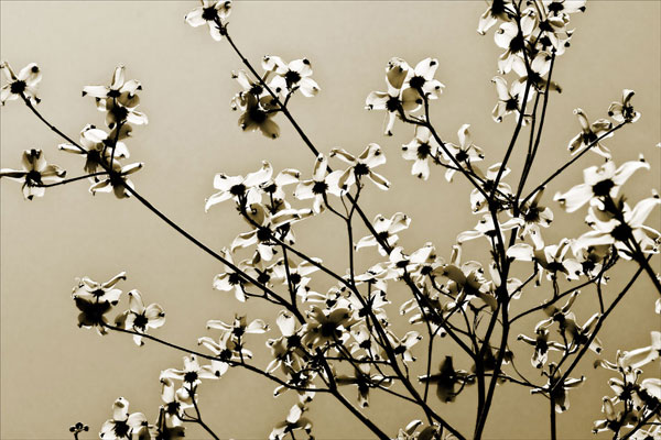 Dogwood IV