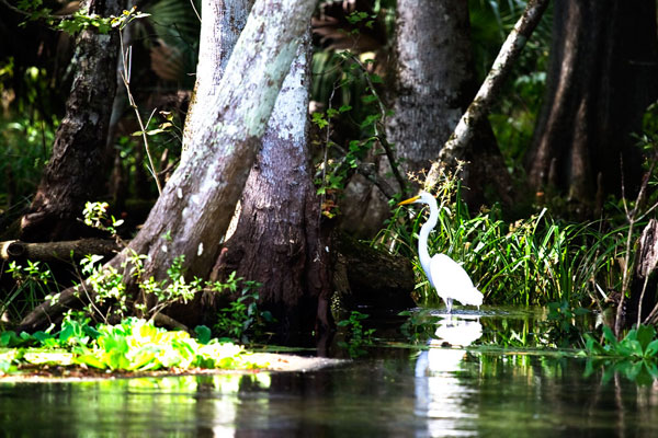 Stalking Egret