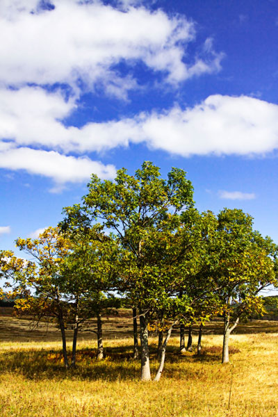 Autumn Fields 3