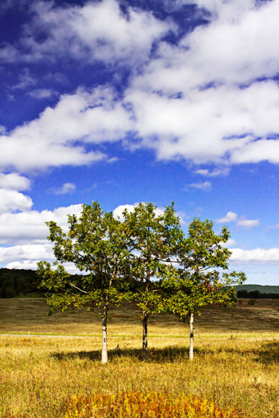 Autumn Fields 4