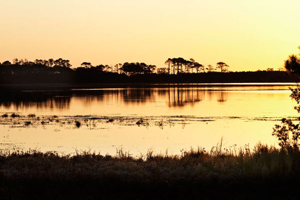 Snow Goose Pool 1