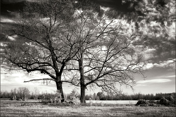 Roseville Oaks BW