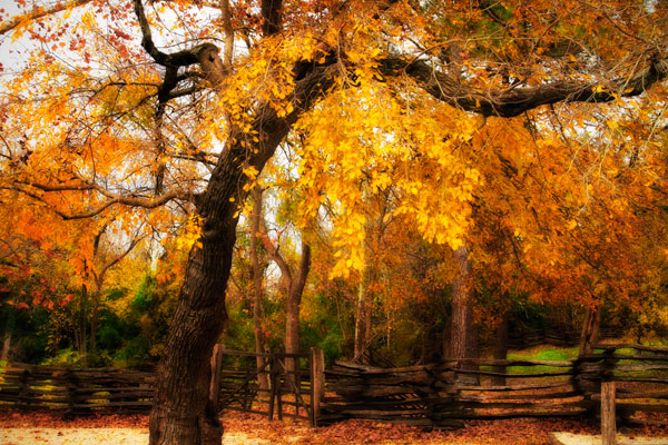 Split Rail Fence IV