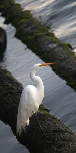 White Crane